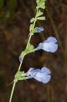 Azure blue sage